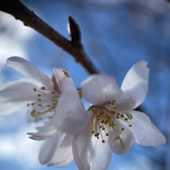 十月桜（ジュウガツザクラ）の画像 by mitznoriさん | お出かけ先と十月桜（ジュウガツザクラ）とお散歩写真とiPhone ×2.5MacroLensとskizze_12